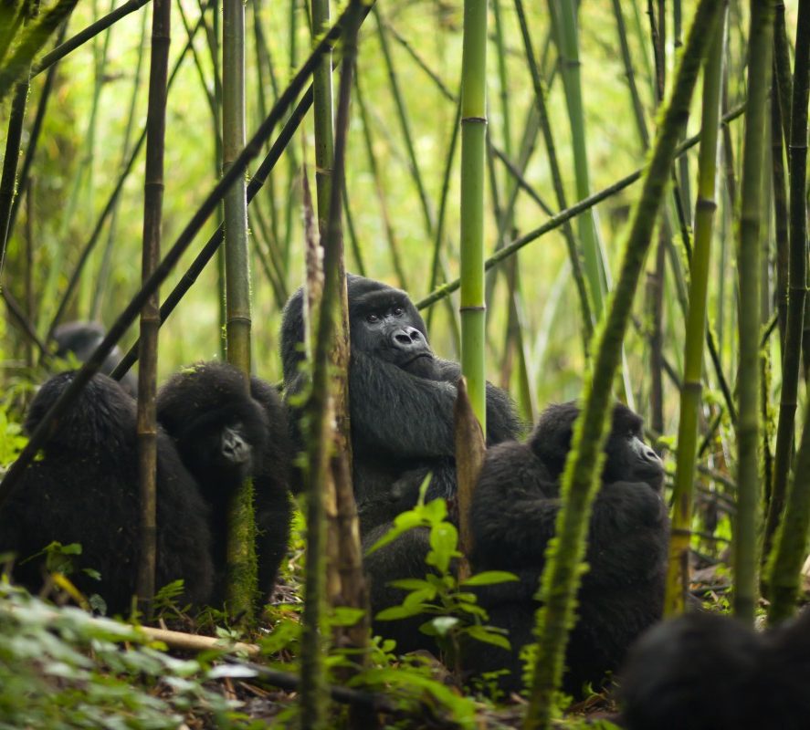 4-Day Uganda Primates & Wildlife Discovery