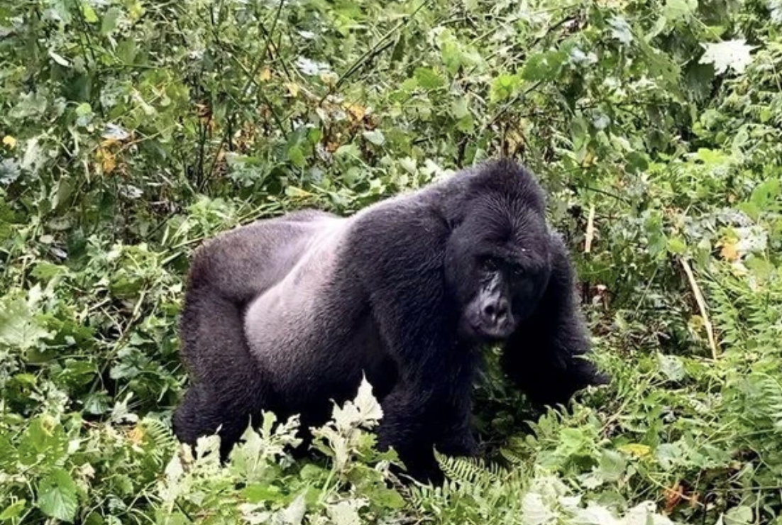 4-Day Rwanda-Uganda Primate Discovery